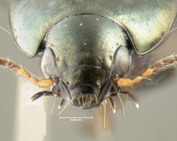 Media type: image;   Entomology 614252 Aspect: head frontal view